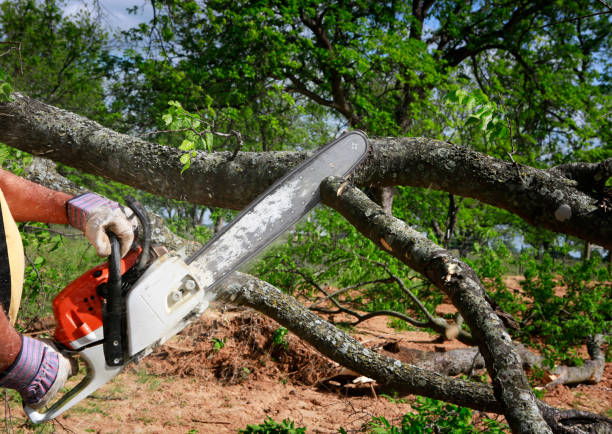 Best Lawn Irrigation Installation and Maintenance  in Siesta Acres, TX